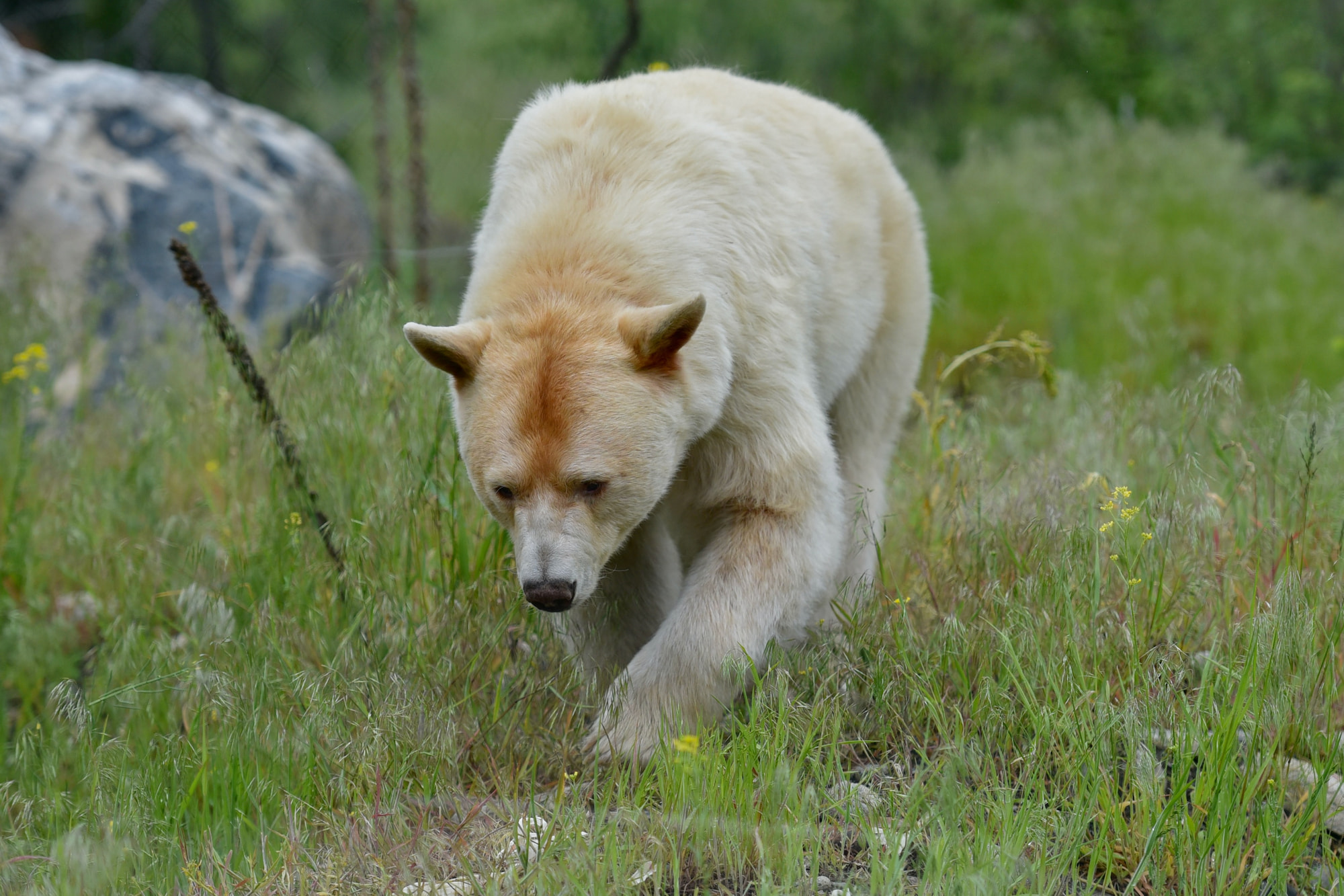 black-bear-or-grizzly-tell-the-difference-with-these-3-tips-zenseekers